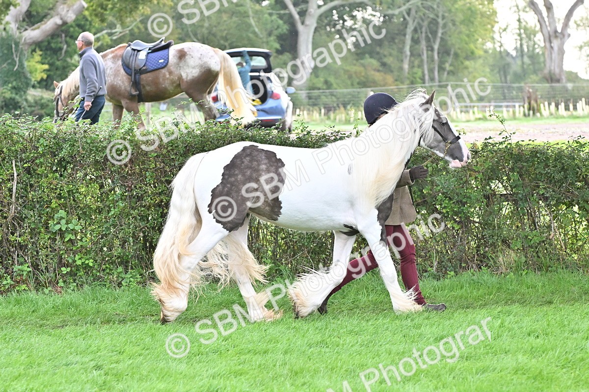 SBM_56896 - S45 - Coloured Pony In Hand