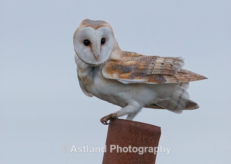 Barn Owl - Latest Images