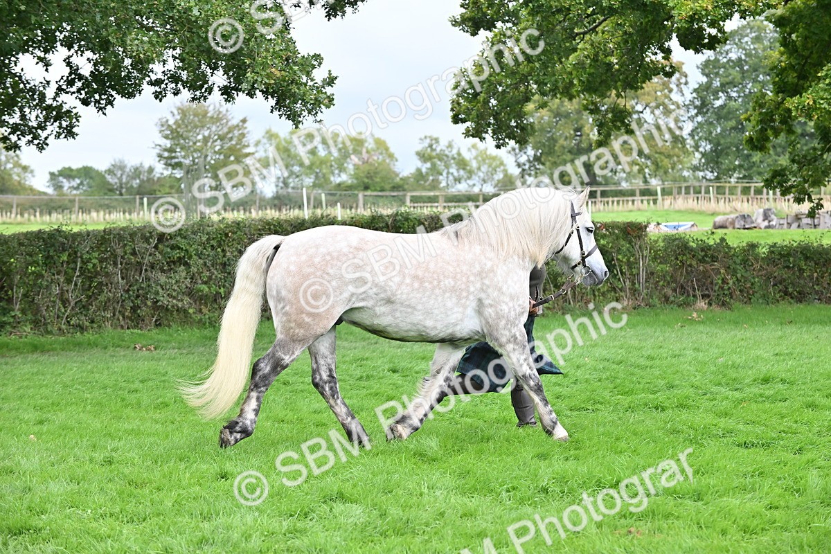 SBM_63257 - S49 - Mountain & Moorland In Hand Large Breeds