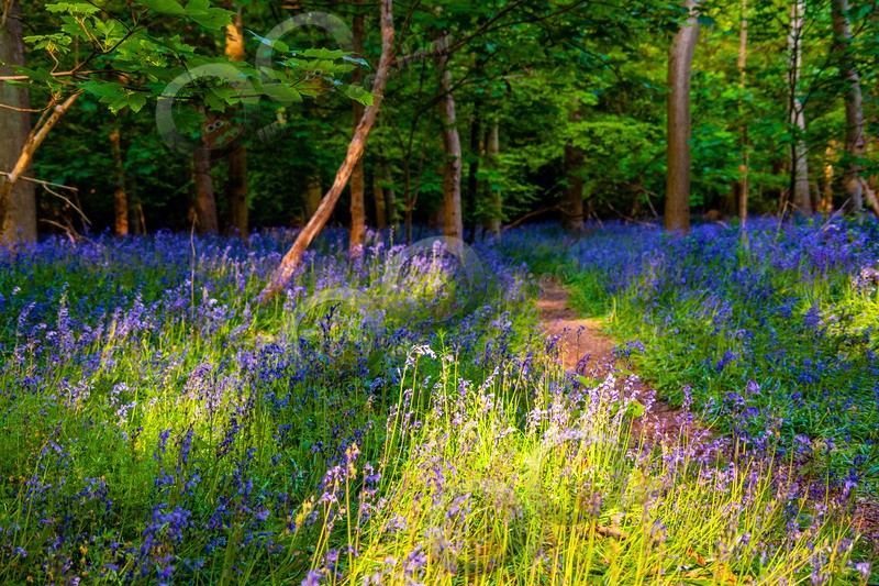 bluebell Hyacinthhoides non-scripta-8591 - Plants and trees