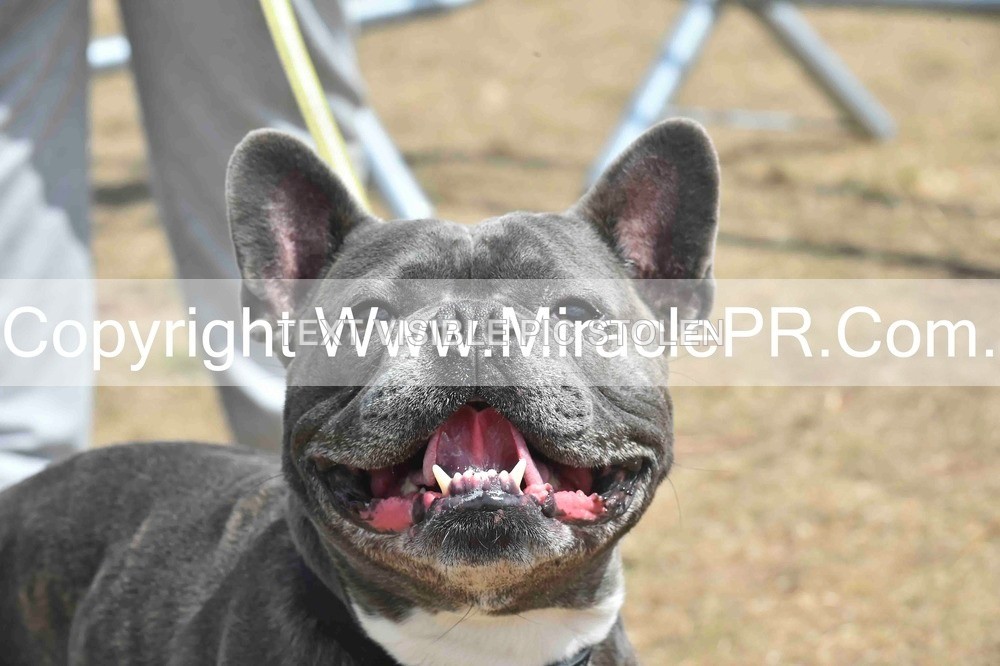 SH4_0069 - Dog show.