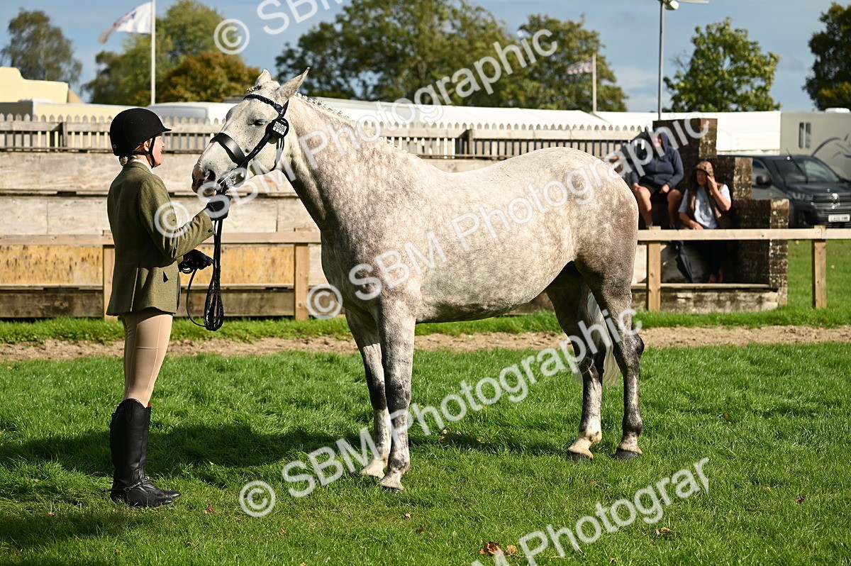 SBM_25016 - S5 - Novice & Newcomer In hand