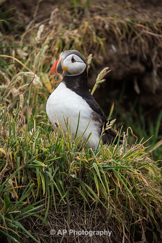 ACP_9755-1 - Puffins on Skomer Island