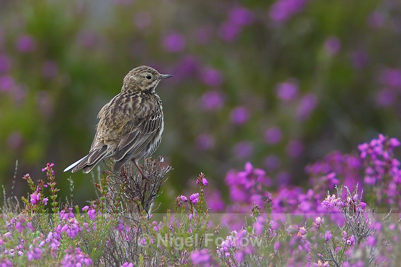 Meadow Pipit perched on flowering heather on Coombe Heath - Meadow Pipit