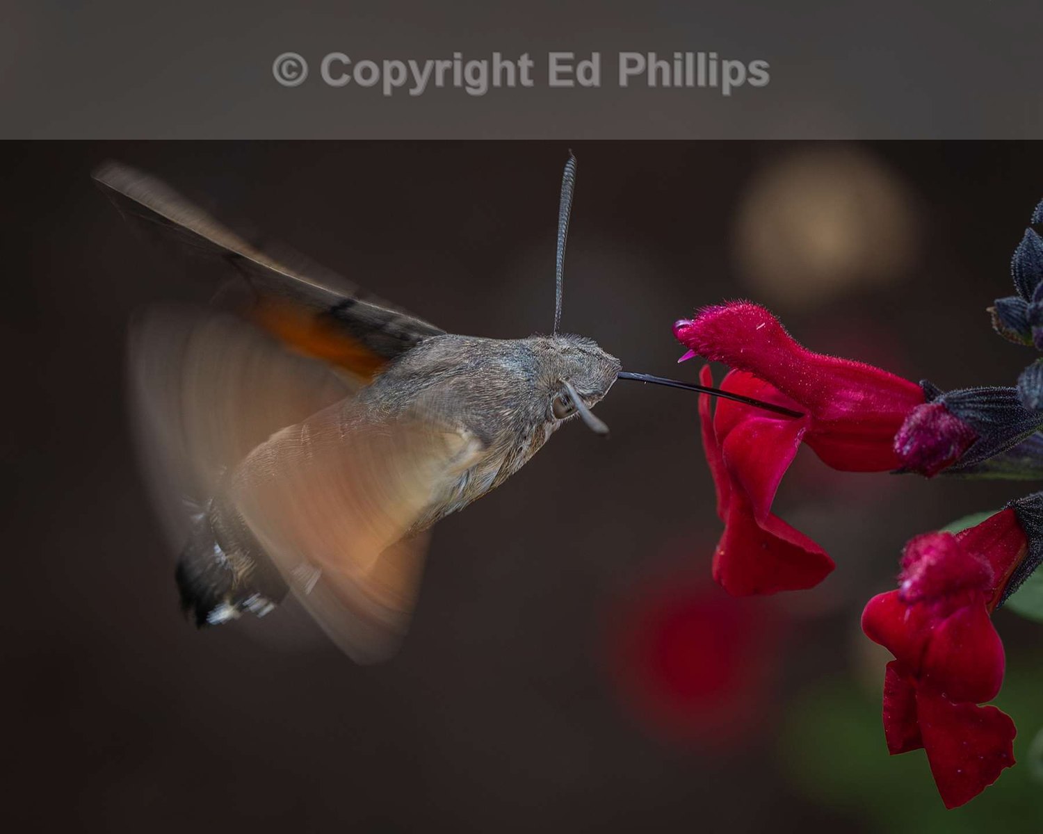 Hummingbird Hawk-moth