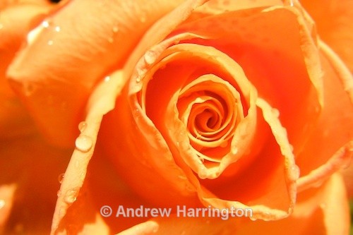 rose study - Photos 2