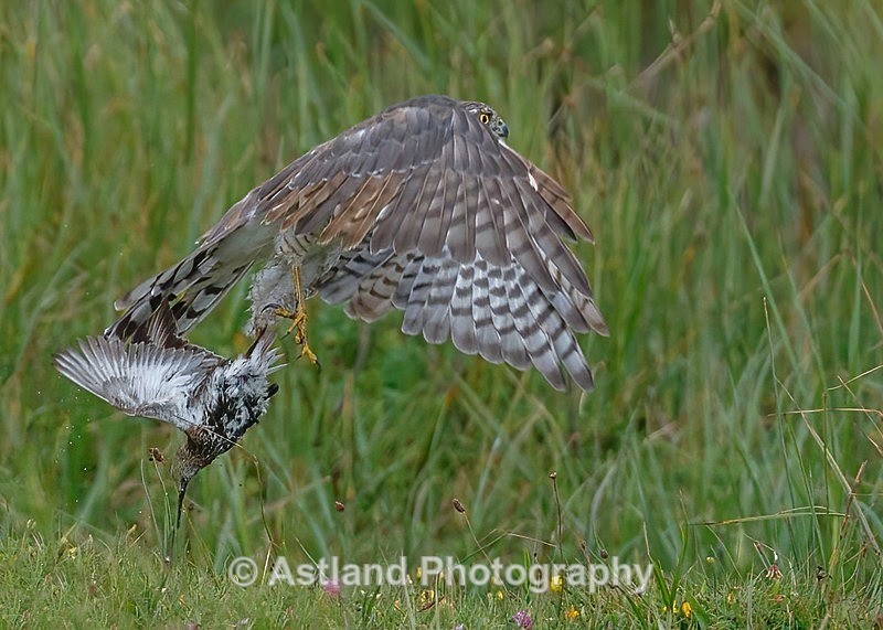 Astland Photography, Bird and Wildlife Images, Susan and Peter Wilson, U.K.
