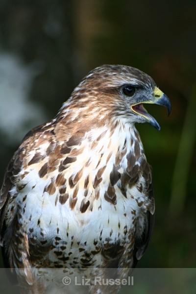  - Wildlife