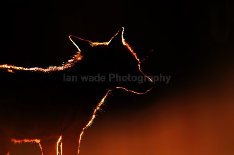  - Bristol Urban fox - foxes in family group