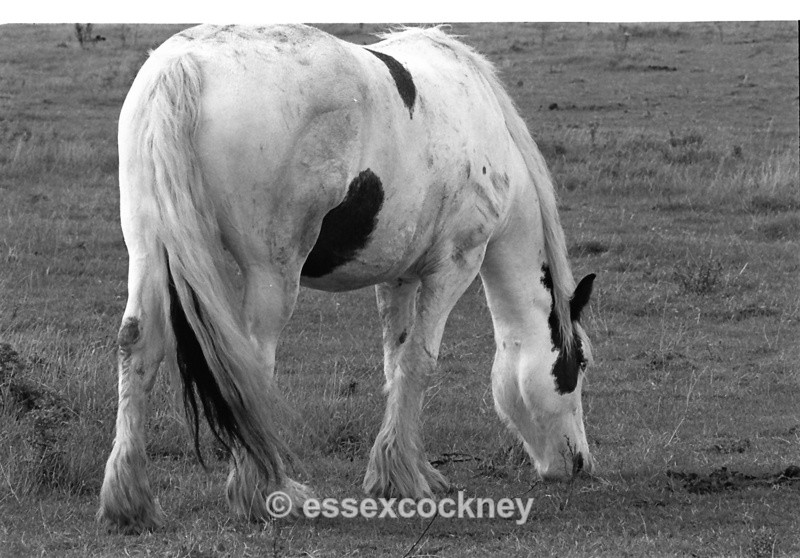  - Local residents of the hairy kind Benfleet and Essex