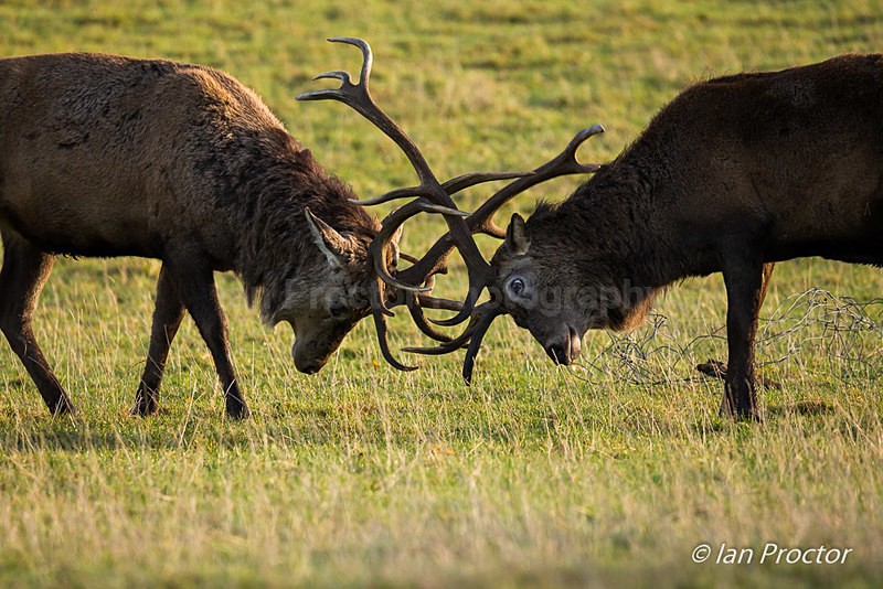 Locking Antlers! - Nature