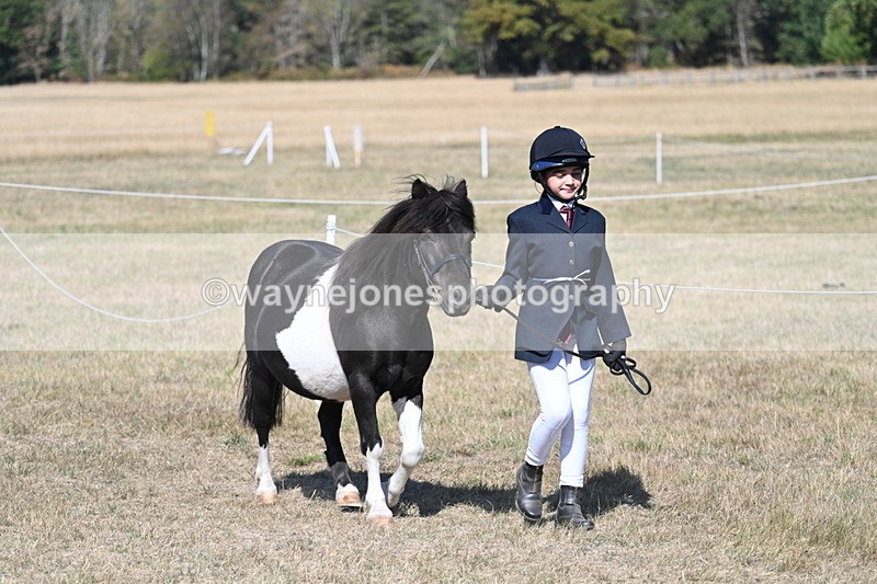 WJ7_1477 - Class 42 Most Handsome Gelding