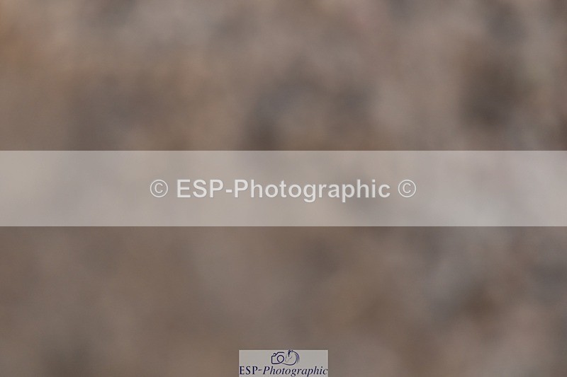 250125-125010-00506 - Dressage - CT Class 6 BE102