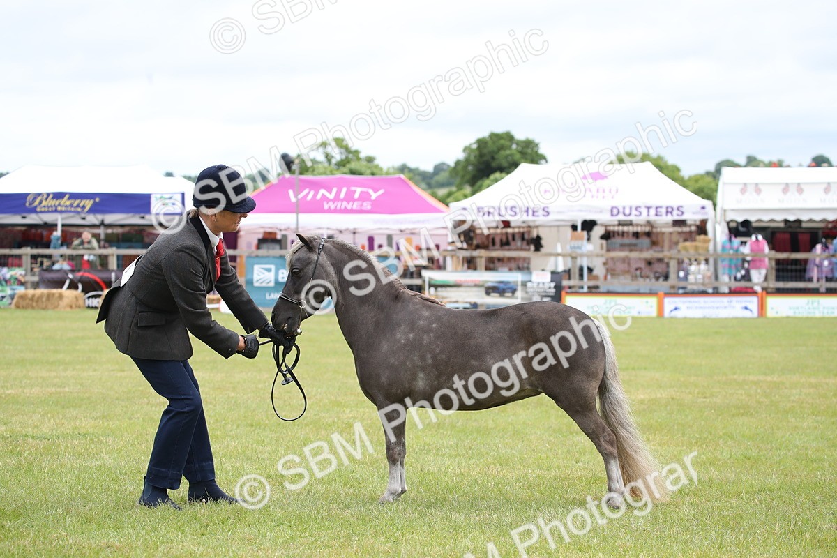 SBM_03940 - Class 23-25 - British Miniature Horse of the Year