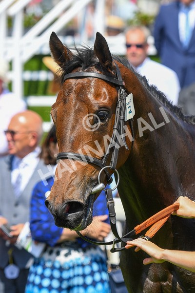 160623-Race 2-Celestial Flight-0352 - Race 2 2.25pm SKF Rous Selling Stakes