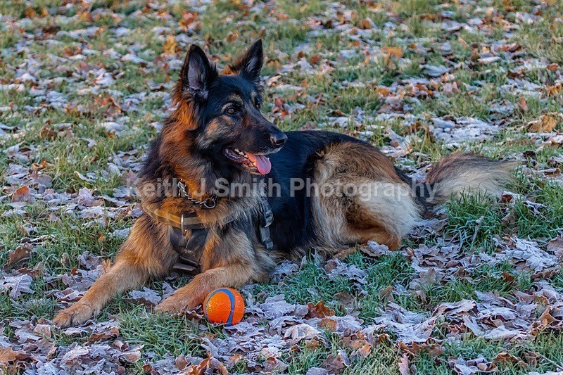 4KJS3069 - Dogs in Abington Park