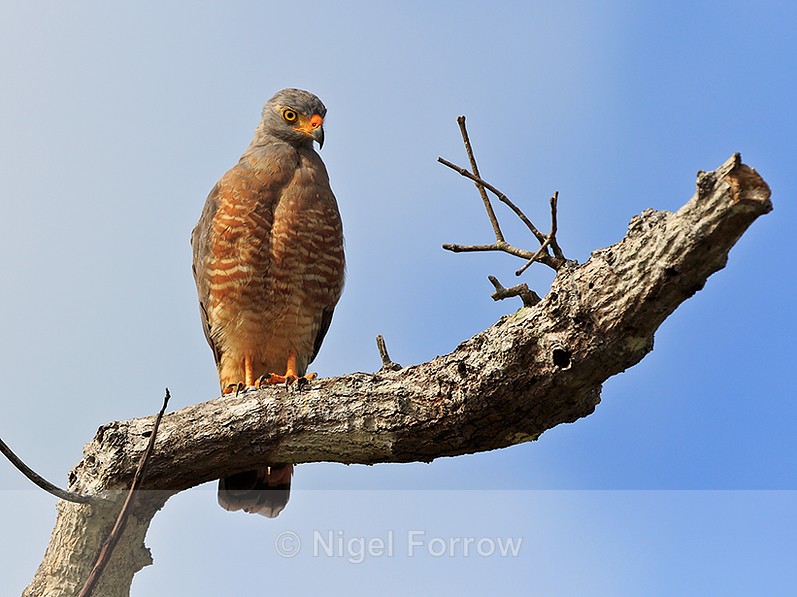 Roadside Hawk perched on a dead tree next to a track - Roadside Hawk