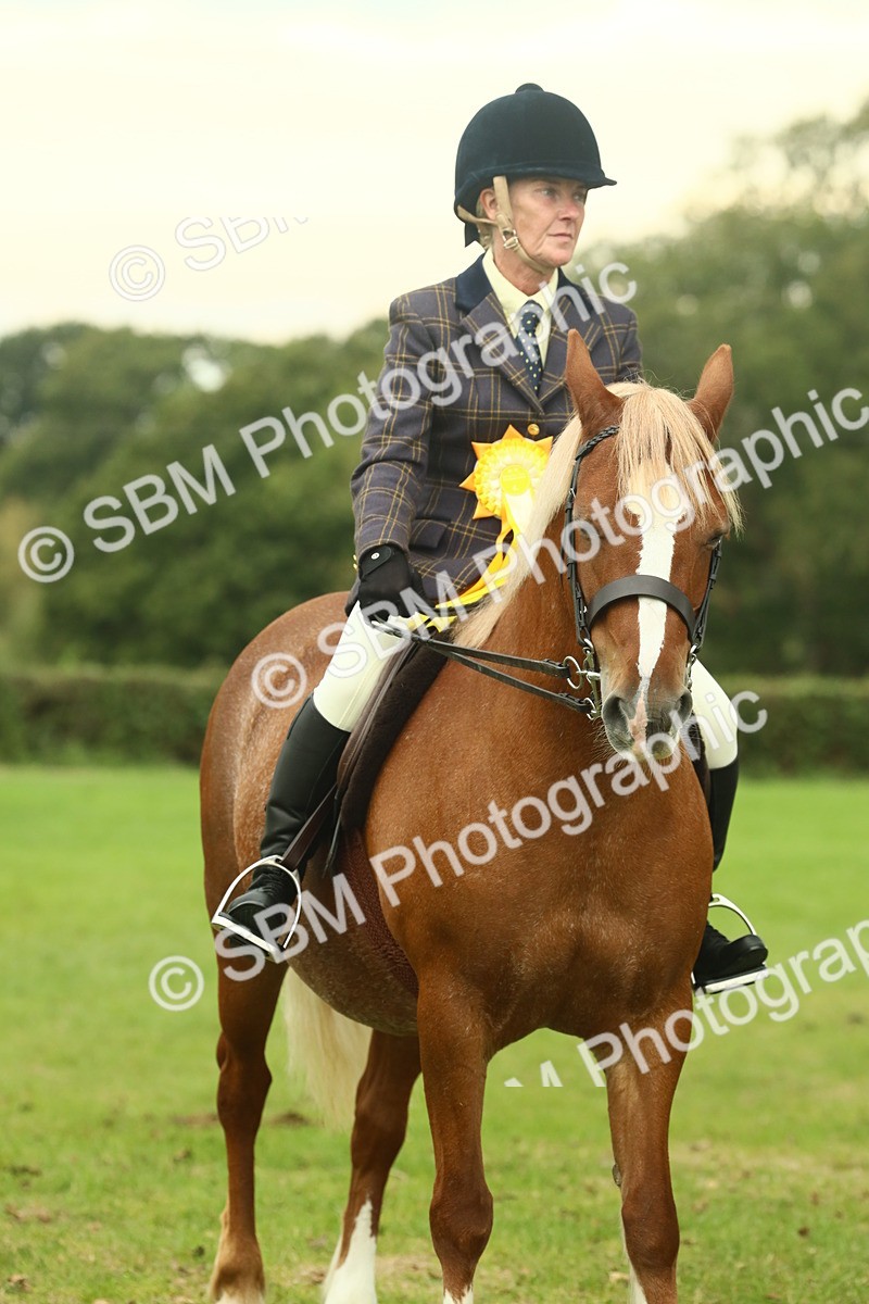SBM_72325 - S60 - Mountain & Moorland Ridden Large Breeds