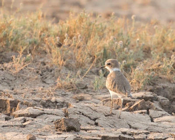 India  X-74 - Wildlife of India