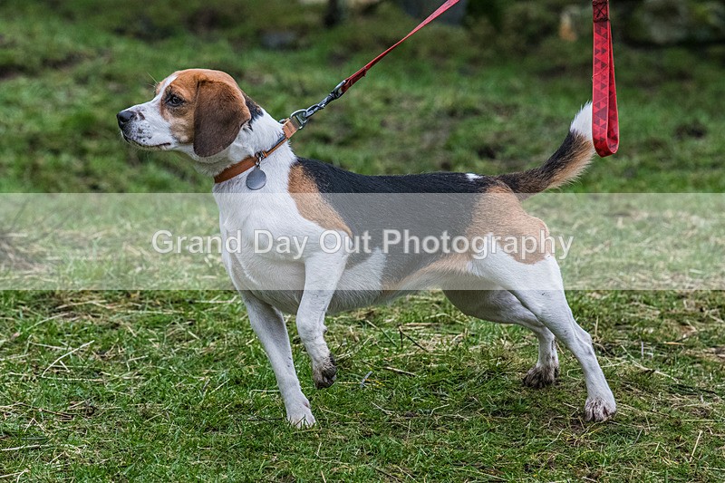 BB Kong-1152 - Kong Running BB Kong Fell Race Saturday 17th February 2024
