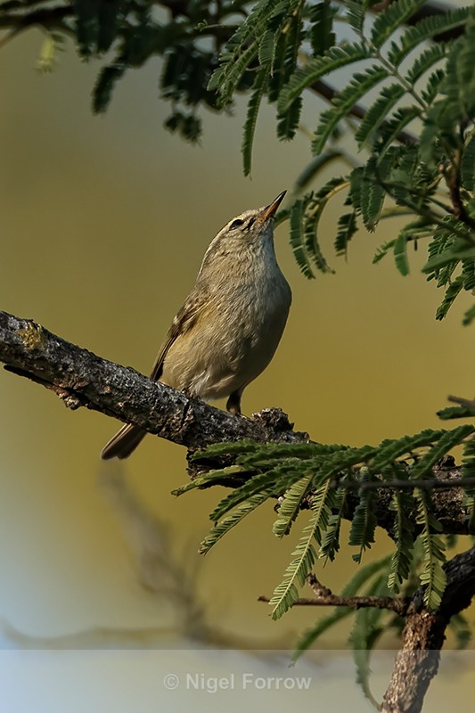 Hume's Leaf Warbler, Bandhavgarh, India - Hume's Leaf Warbler