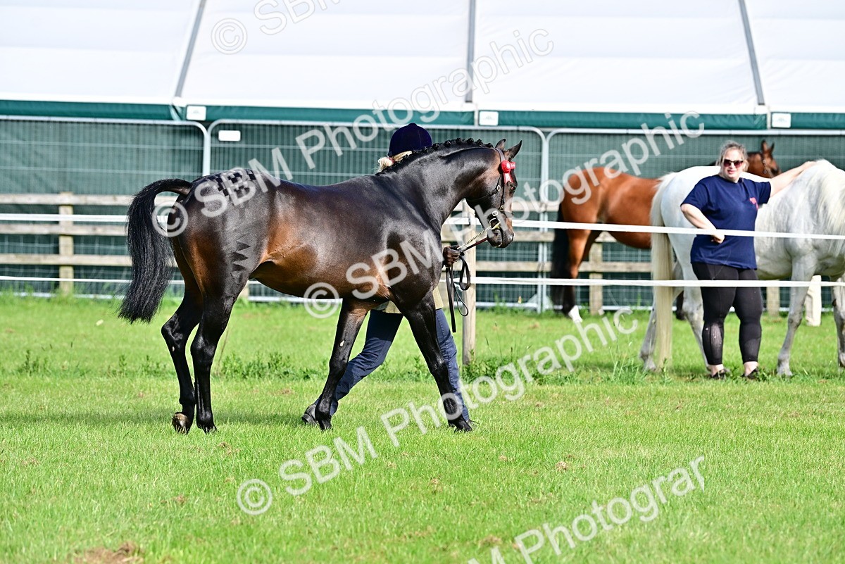 SBM_00935 - Class 46-49 - Arab and Part Bed-Anglo Arab In Hand