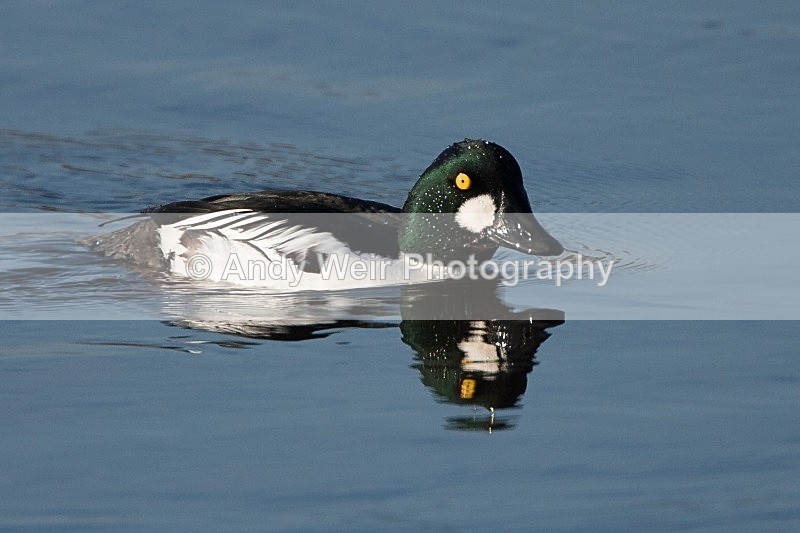 20091213-WE 138 - Goldeneye
