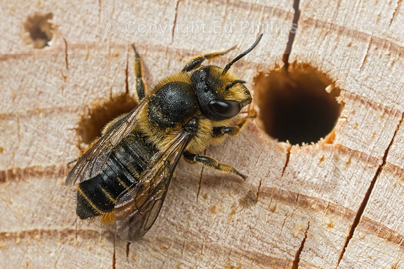 Megachile centuncularis (f)