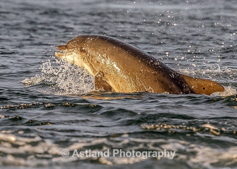Astland Photography, Bird and Wildlife Images, Susan and Peter Wilson, U.K.