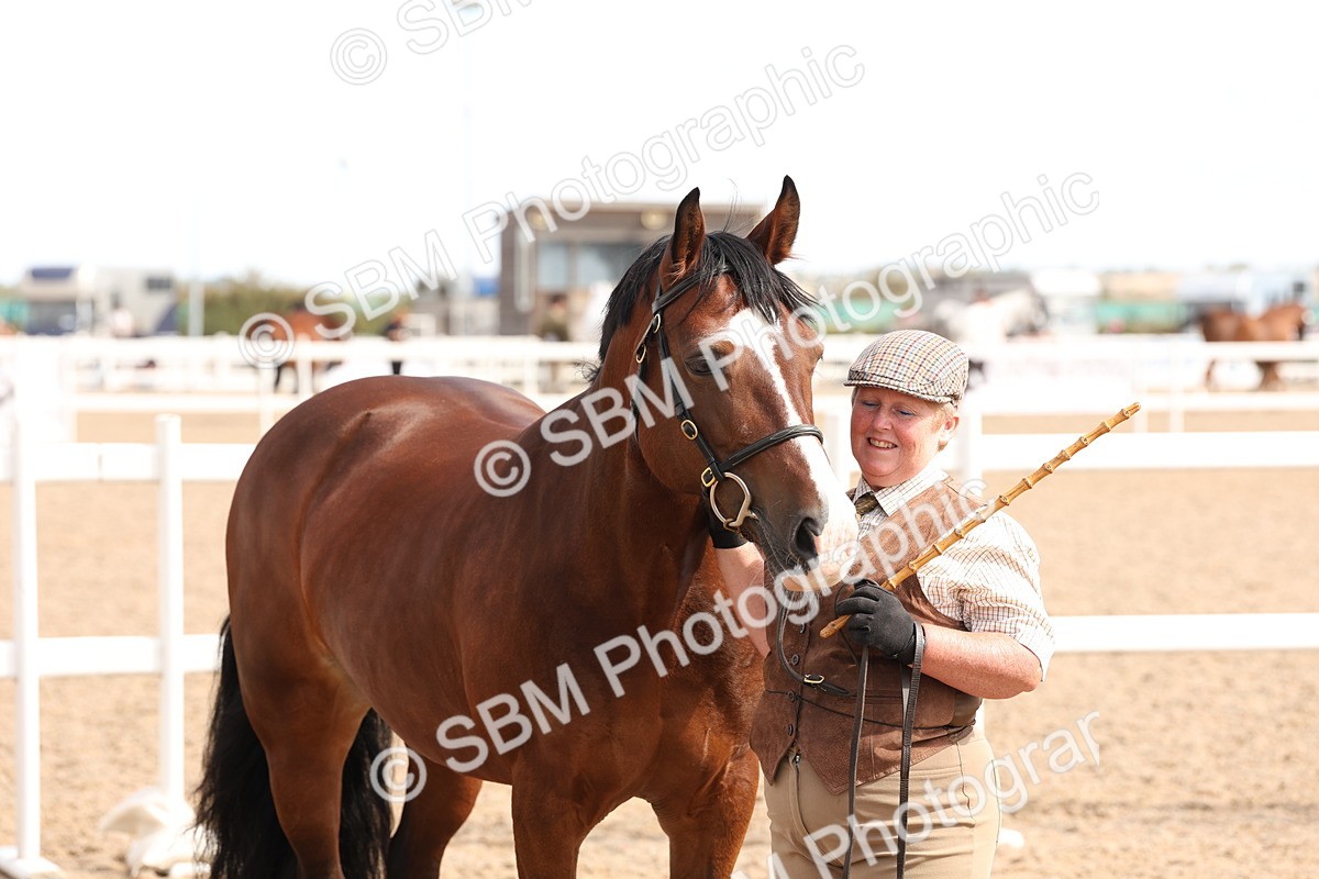 SBM_13981 - Class 205 - IH Show Pony - Show Hunter Pony