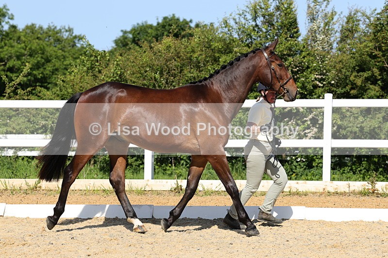 1X9A0826 - Class 4: Youngstock 1, 2, 3 year old to exceed 153cm