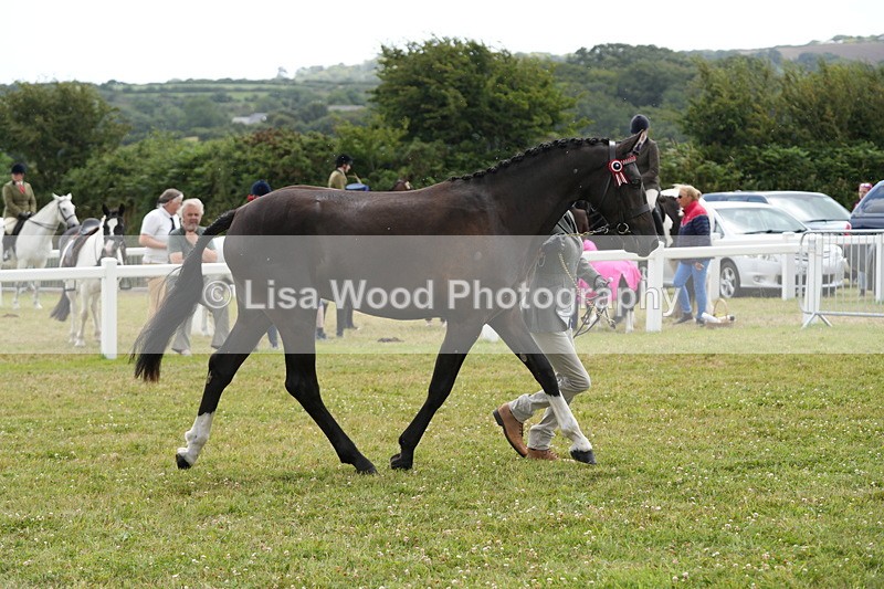 DSC06021 - Class 54: Hunter/Riding Horse/Hack 1 & 2 yr olds