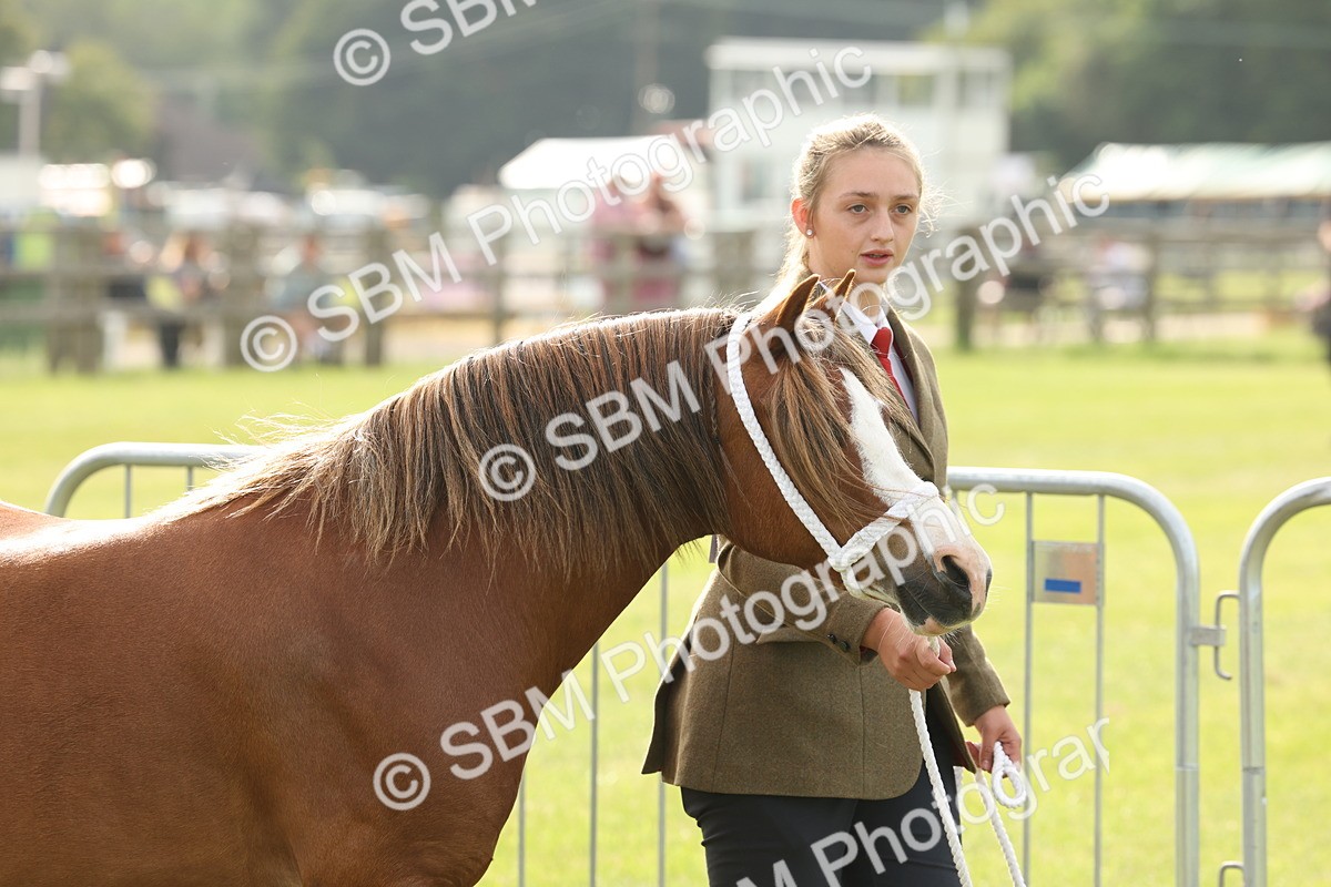 SBM_00478 - Class 6-13 - Mountatin and Moorland In Hand Welsh Breeds