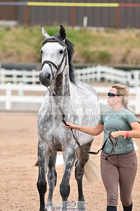 250716-143642-01245 - Trot Up 2.30 to 3.30