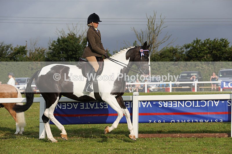 1X9A2866 - Class 25: Ridden Plaited Coloured Horse