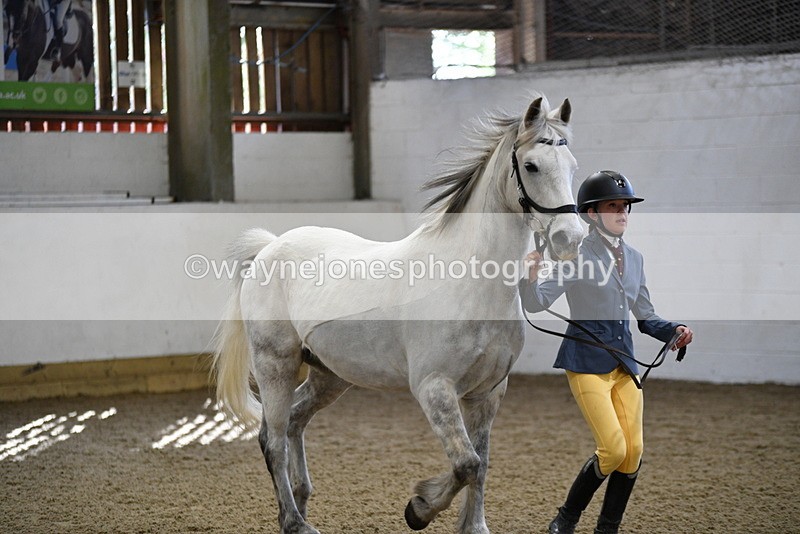 WJ5_4545 - Class 3 Part Bred In hand