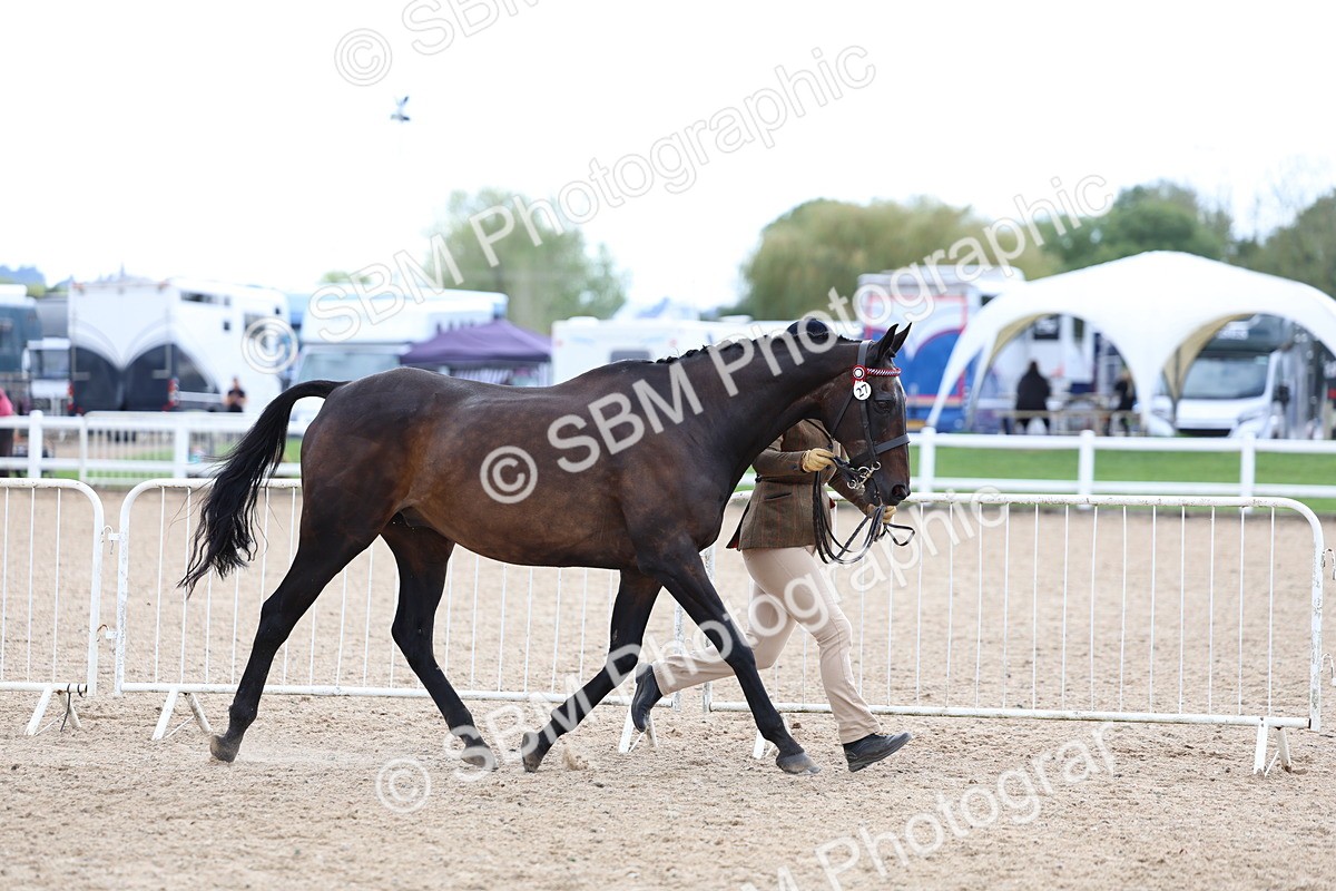 SBM_15254 - Class 313 - IH Retired Racehorse