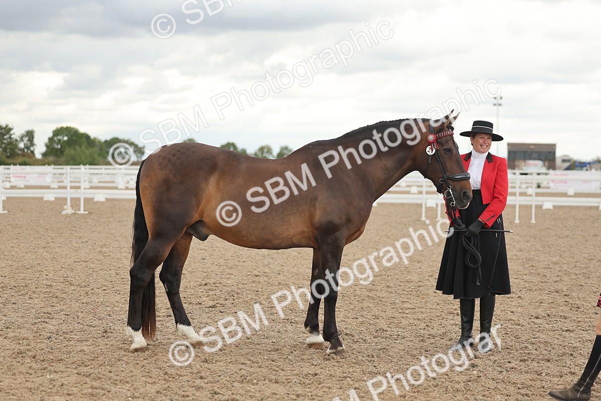 SBM_07645 - Class 26 - IH Foreign Breeds - Part Bred