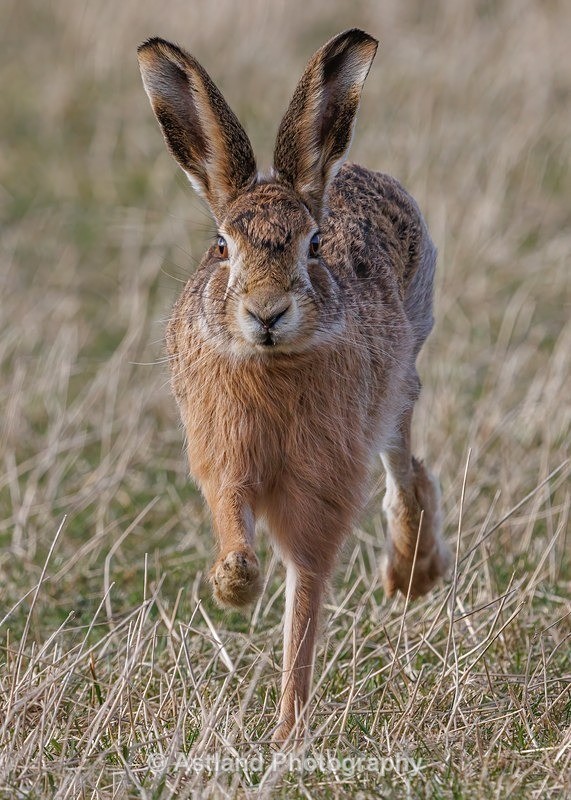 Brown Hare - Latest Images