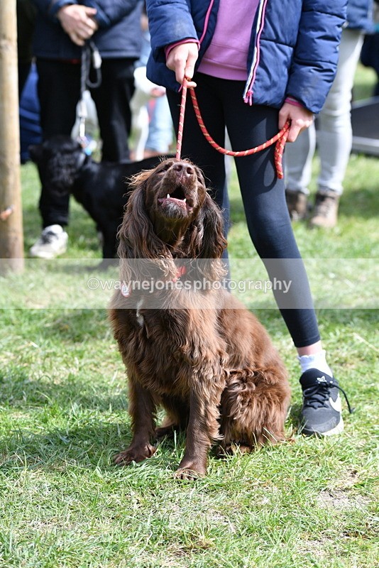 WJ5_9817 - Class 3 Most Handsome Dog