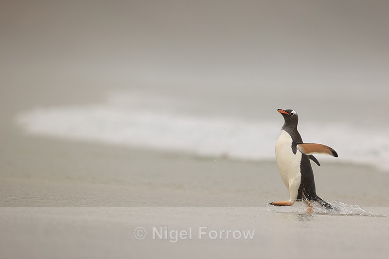 Gentoo Penguin scuttles from sea, Saunders Island, Falklands - Gentoo Penguin