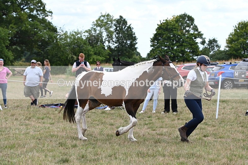 WJ6_5602 - Class 18 In-hand Coloured