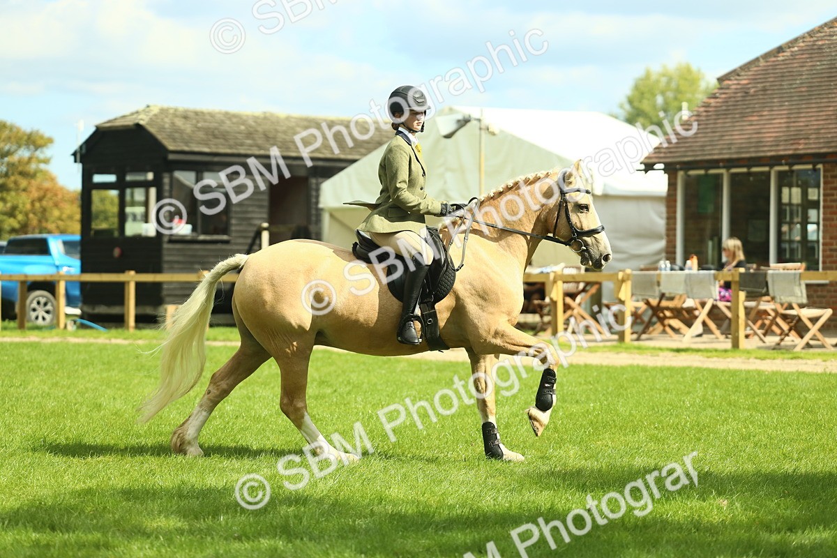 SBM_42116 - S29 - Novice & Newcomers Working Hunter Pony