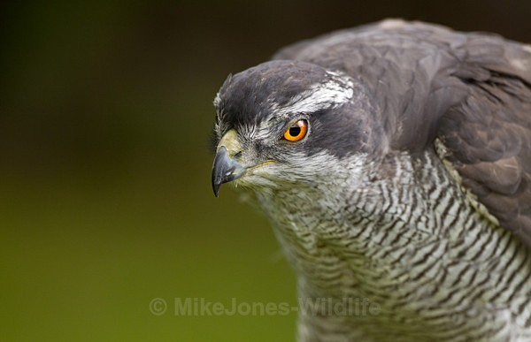 GOSHAWK - GOSHAWK