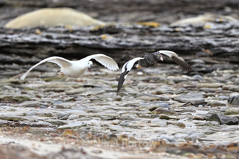 Kelp Goose pair in flight, Carcass Island, Falklands - Kelp Goose