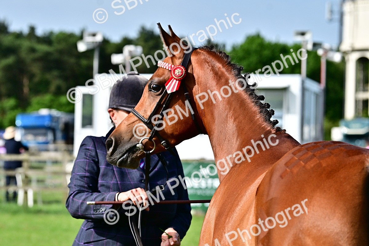SBM_00989 - Class 46-49 - Arab and Part Bed-Anglo Arab In Hand