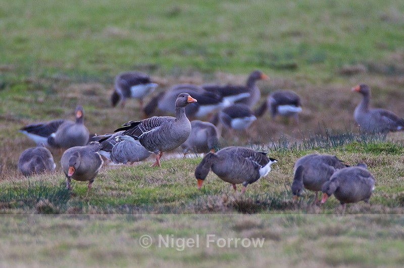 Greylag Geese on Big Otmoor - Greylag Goose