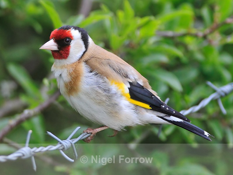 Goldfinch (adult male) perched on barbed wire near the first screen - Goldfinch
