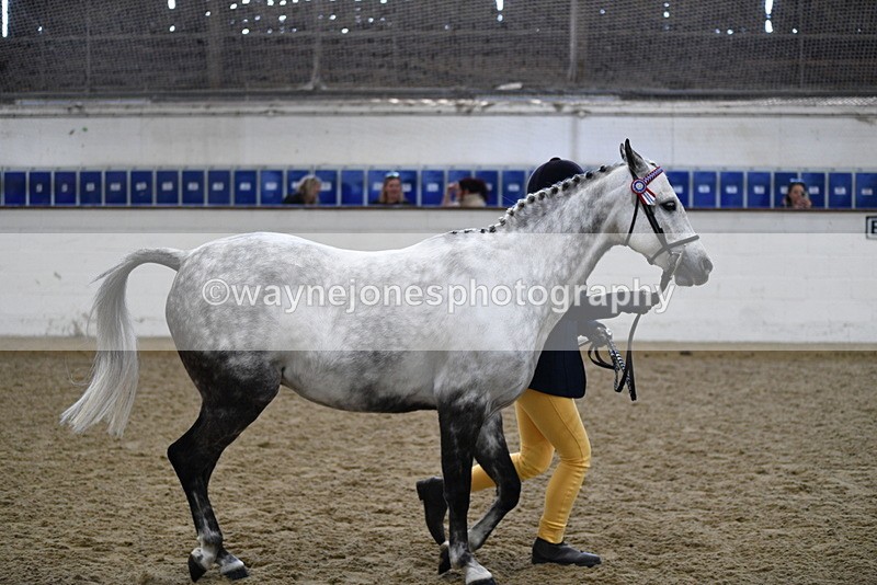 WJ5_4488 - Class 3 Part Bred In hand