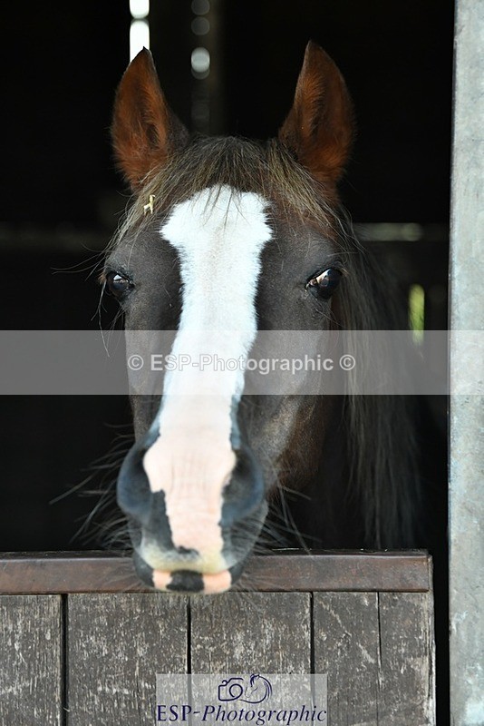 230817-083010-02402 - Stable Shots